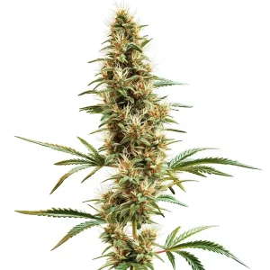 Cogollo de cannabis 2046 Fast Version, variedad sativa potente y resinosa de Blimburn Seeds.