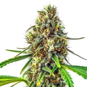 Planta de 24K Gold Regular con cogollos resinosos.