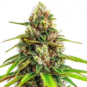 Cogollo de 24k Gold Autoflower variedad autofloreciente.