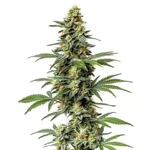 Cogollo de 60 Day Wonder, variedad autofloreciente rápida y resinosa de Blimburn Seeds.