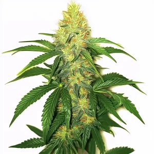 Planta de AK 47 con cogollos densos.