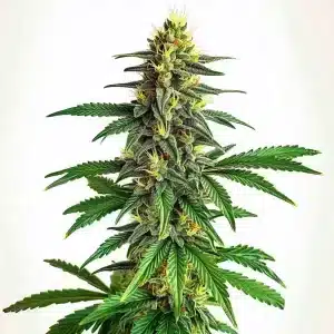 Planta de AK 47 Fast Version con cogollos compactos.