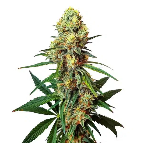 AK 47 Regular