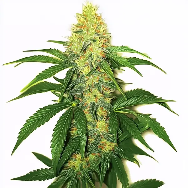 AK 47