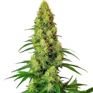 AK 48 con cogollos densos y resinosos.