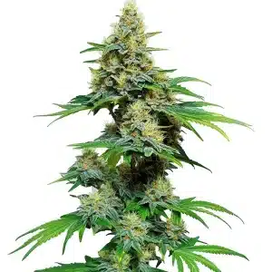 Planta de AK 59 con cogollos densos y cubiertos de tricomas.