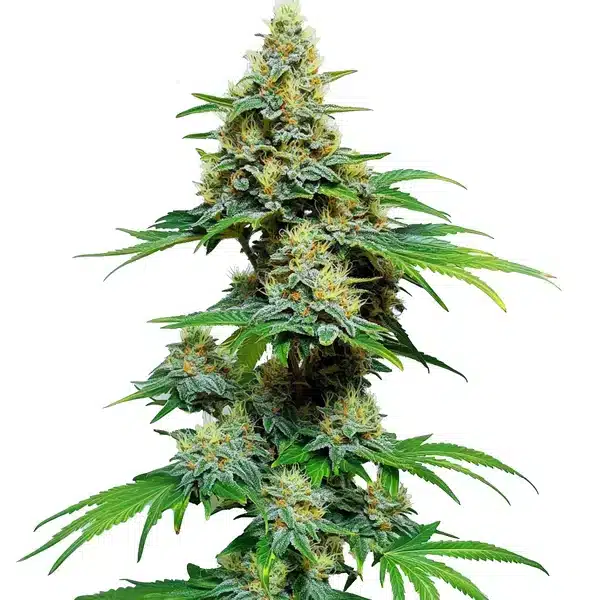 AK 59