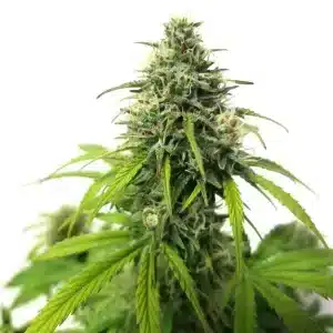 AK Auto en floración con cogollo compacto y resinoso.