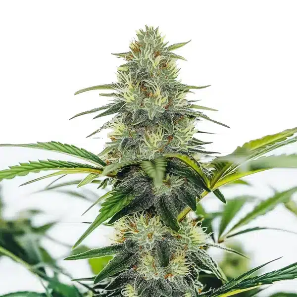AK x White Widow Auto