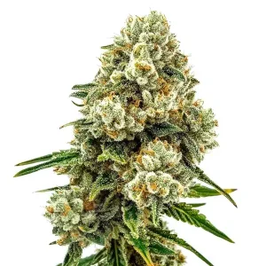 Planta de Acid Diesel con cogollos densos y resinosos, cubierta de tricomas.