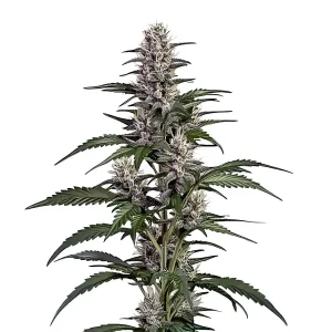 Cogollo de Afghan Autoflower variedad índica resinosa y compacta.