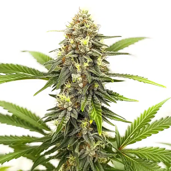 Afghan Hash Plant Regular