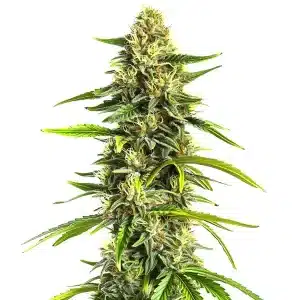 Planta de Afghan Hawaiian x Laos x Jamaican en floración.