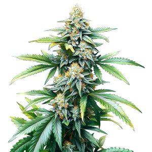 Planta de Afghan Kush Regular con cogollos densos y resinosos.
