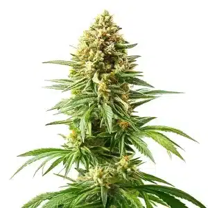 Planta de Afghan Kush x Blueberry con cogollos compactos y resinosos.