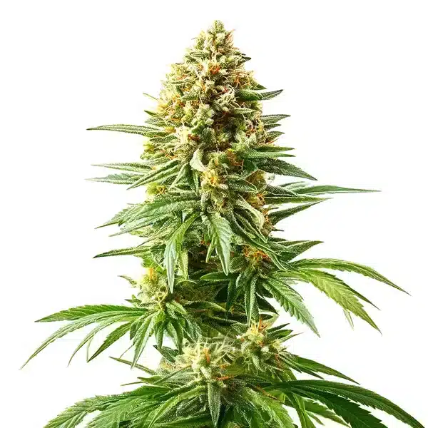 Afghan Kush x Blueberry