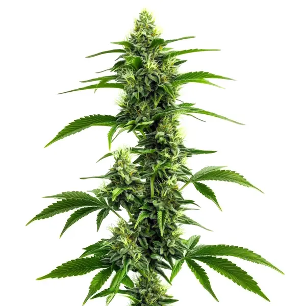 Afghan Kush x Super Skunk