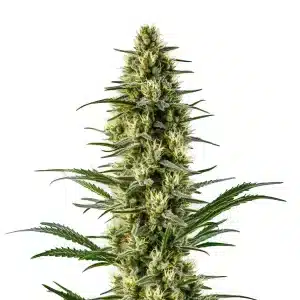 Planta de Agent Orange con cogollos alargados y resinosos.