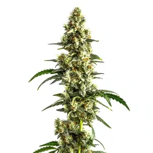 Planta de Agent Orange Regular con cogollos alargados y cubiertos de tricomas.