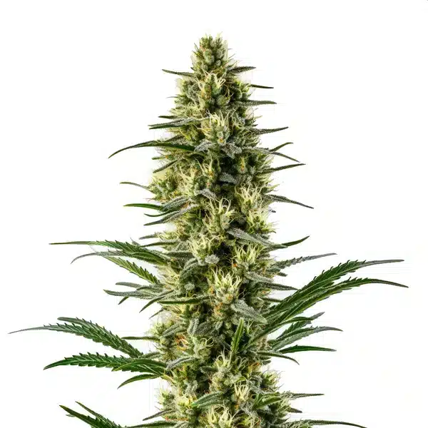 Agent Orange