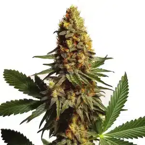 Planta de AK x Somango Auto con cogollo denso y brillante.
