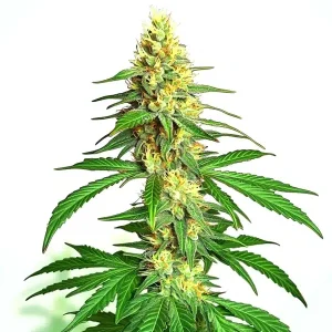 Planta de AK59 Auto con cogollos alargados y cubiertos.
