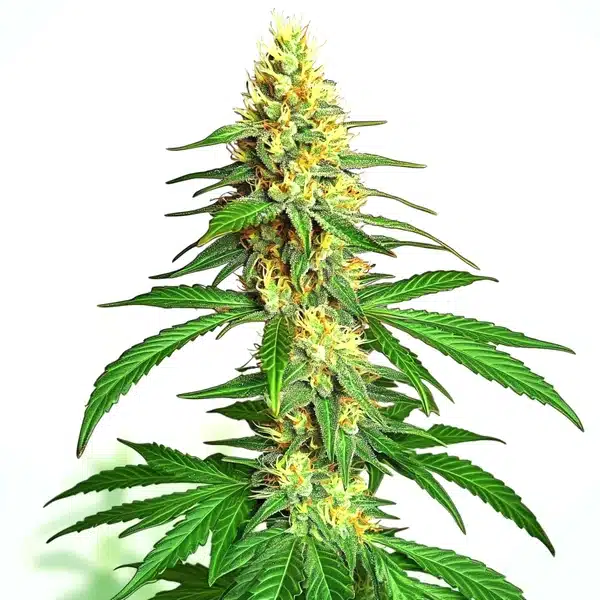 Ak59 Auto