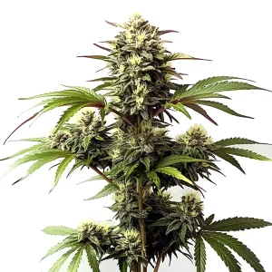 Planta de Alaskan Purple con cogollos densos y cubiertos de tricomas.