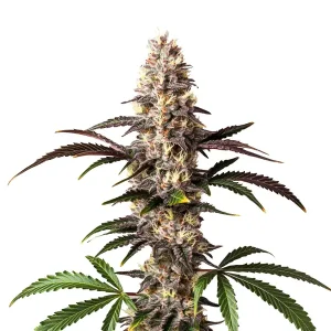 Planta de Alaskan Thunderfuck con cogollo alargado.