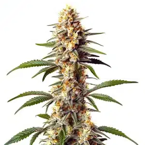 Planta de Alaskan x Kush x Brazil con cogollos alargados y abundante resina.