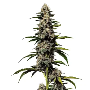 Planta de Alien Cookies x Kush Mints con cogollos compactos.