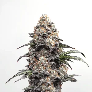 Cogollo de Alien GG con hojas cubiertas de tricomas densos.