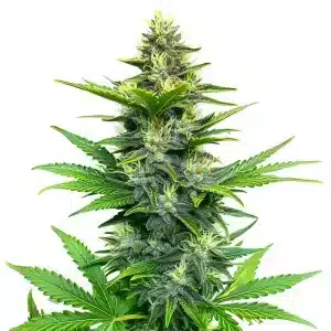 Planta de Alien GG Regular con cogollos y abundante capa de resina brillante.