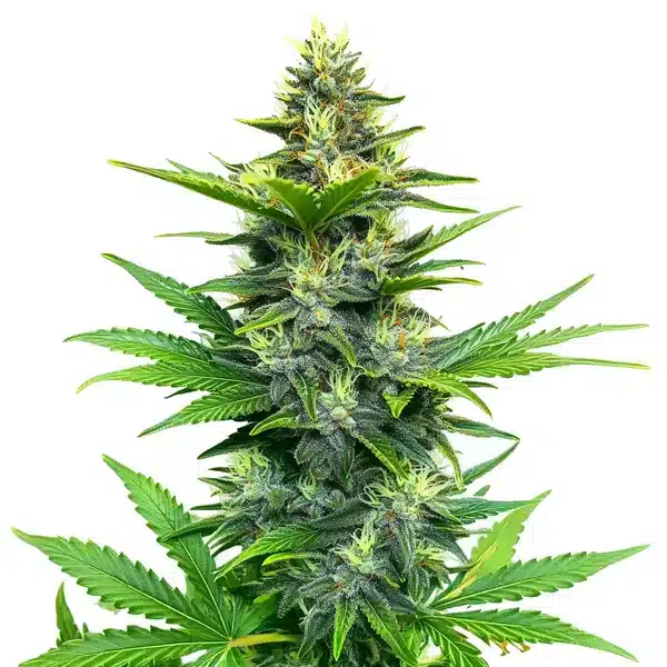 Alien GG Regular