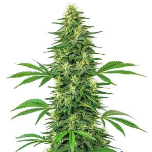 Planta de Alien OG con cogollos densos y resinosos.
