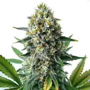 Planta de Alien OG Fast Version con cogollos grandes y cubiertos de resina.