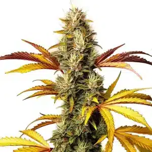 Alien OG Regular con cogollos compactos y resina brillante.