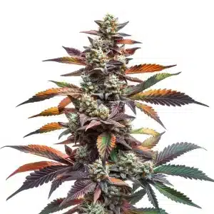 Planta de Alien Rock Candy con cogollos densos cubiertas de tricomas.