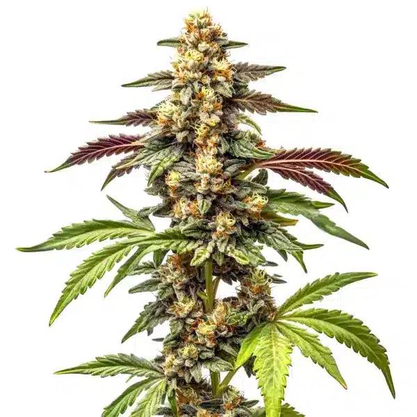 Alien Rock Candy F1