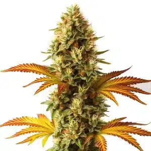 Planta de Alien Technology Fast Version con cogollos compactos.