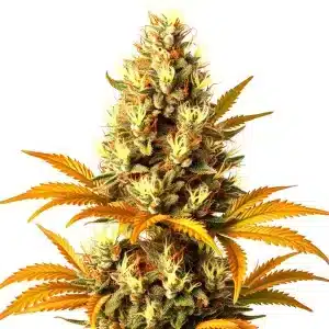 Planta de Alien Technology Regular con cogollos resinosos.