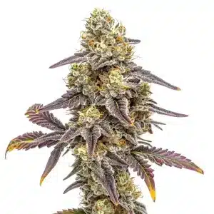 Planta de Alien Technology x Do-Si-Dos con cogollos densos.