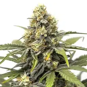 Planta de Amnesia con cogollos resinosos y compactos cubiertos de tricomas.
