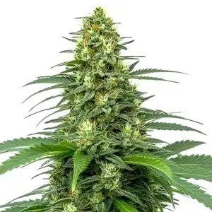 Planta de Amnesia Auto con cogollos compactos y cubiertos de resina.