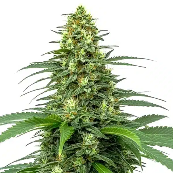 Amnesia Auto