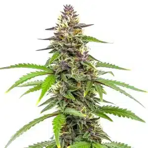 Planta de Amnesia Blue Headband con cogollos resinosos cubiertos de tricomas brillantes.