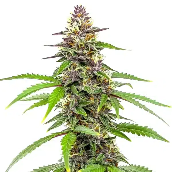 Amnesia Blue Headband