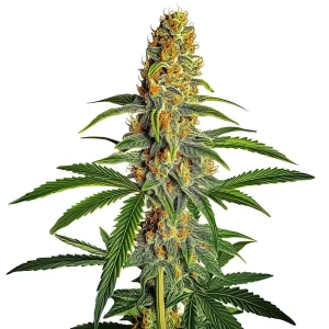Amnesia Bubba Auto F1: Potencia y aroma irresistible.