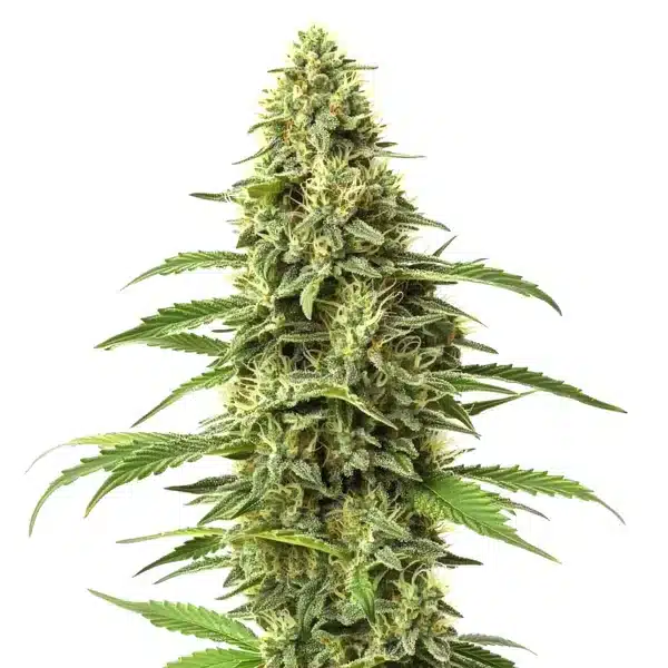 Amnesia CBD (1:1)