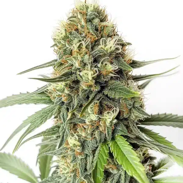 Amnesia F1
